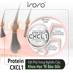 Protein CXCL1 hỗ trợ điều trị rụng tóc